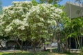 Blossom of Chionanthus retusus tree Royalty Free Stock Photo