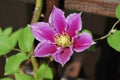 Blossom of a Clematis