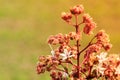 Blossom of Clerodendrum trichotomum 4