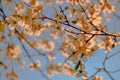 Blossom. Close-up. spring apple tree with orange flowers with petals, stamens, leaves in warm sunset light. Royalty Free Stock Photo