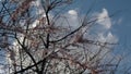 Branches of a blossoming Apple trees sway in the wind