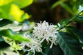 Blossom of coffee bush,Coffea arabica