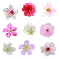 Blossom Collection Royalty Free Stock Photo