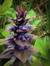 Blossom Collection: edible medicinal plants, power on my menu, the pyramidal bugle Royalty Free Stock Photo