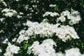 Blossom of common hawthorn or single-seeded hawthorn, Crataegus Royalty Free Stock Photo