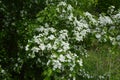 Blossom of common hawthorn or single-seeded hawthorn Crataegus monogyna in the spring Royalty Free Stock Photo