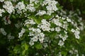 Blossom of common hawthorn or single-seeded hawthorn Crataegus monogyna in the spring Royalty Free Stock Photo