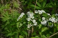 Blossom of common hawthorn or single-seeded hawthorn Crataegus monogyna in the spring Royalty Free Stock Photo