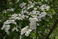 Blossom of common hawthorn or single-seeded hawthorn Crataegus monogyna in the spring Royalty Free Stock Photo