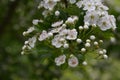 Blossom of common hawthorn or single-seeded hawthorn Crataegus monogyna in the spring Royalty Free Stock Photo