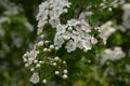 Blossom of common hawthorn or single-seeded hawthorn Crataegus monogyna in the spring Royalty Free Stock Photo