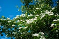 Blossom of common hawthorn or single-seeded hawthorn, Crataegus Royalty Free Stock Photo