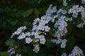 Blossom of common hawthorn or single-seeded hawthorn Crataegus monogyna in the spring Royalty Free Stock Photo