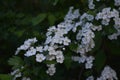 Blossom of common hawthorn or single-seeded hawthorn Crataegus monogyna in the spring Royalty Free Stock Photo