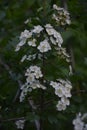 Blossom of common hawthorn or single-seeded hawthorn Crataegus monogyna in the spring Royalty Free Stock Photo