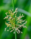 Blossom of common rush grow near pond Royalty Free Stock Photo