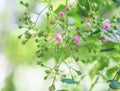 Blossom coral rose flower in roses garden, beautiful, delicate pink rose in a garden Royalty Free Stock Photo