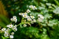 Blossom of corn chamomile in roadside Royalty Free Stock Photo