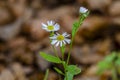 Blossom of common chamomile with old leaves in background Royalty Free Stock Photo