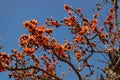 Blossom of a Cotton Silk tree with orange and reddish flowers and blue sky in the background.