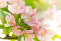 Blossom from Crab apple tree in spring