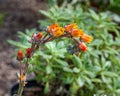 Blossom of Crassulaceae - Echeveria. Royalty Free Stock Photo