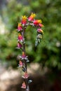 Blossom of Crassulaceae - Echeveria. Royalty Free Stock Photo