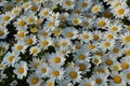 Blossom daisy flowers background, closeup