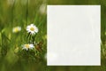 blossom daisy flowers background