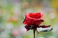 Red flowering rose in front of nice bubble bokeh Royalty Free Stock Photo