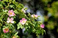 Blossom detail of Fructus cynosbati