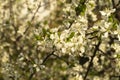 Blossom discharges in spring garden at solar day Royalty Free Stock Photo