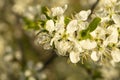 Blossom discharges in spring garden at solar day Royalty Free Stock Photo