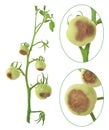 Blossom end rot of tomato - Calcium deficiency