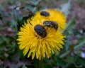 Blossom feeder On A Dandelion Royalty Free Stock Photo