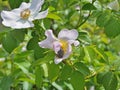 Beetle eating on a dog-rose