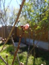 Blossom fence tree spring sky Royalty Free Stock Photo