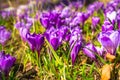 Blossom field of crocus flowers Royalty Free Stock Photo