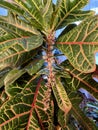 Blossom of fire croton Codiaeum variegatum at home Royalty Free Stock Photo