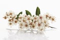 Blossom of firethorn Royalty Free Stock Photo