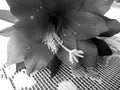 Blossom flower. Artistic look in black and white.