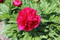Blossom Flower Paeonia Officinalis, the common peony, or garden peony, is a species of a flowering plant. Paeonia