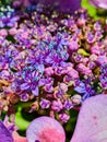 Blossom flower purple on the botanical gardem spring and summer new zealand blue dry Royalty Free Stock Photo