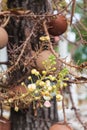 Blossom Flower of Shorea robusta roxb