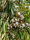 Blossom flowers of Lemon-Scented Gum