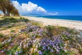Blossom flowers at Maleme beach on Crete Royalty Free Stock Photo