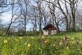 Blossom flowers by an old sheep shed Royalty Free Stock Photo