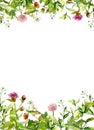 Blossom flowers, spring grass, herbs. Floral frame border. Watercolor Royalty Free Stock Photo