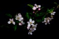 Blossom flowers in vase isolated on a black background Royalty Free Stock Photo