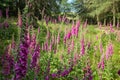 Blossom Fox Glove Meadow at Bright Summer Day Royalty Free Stock Photo